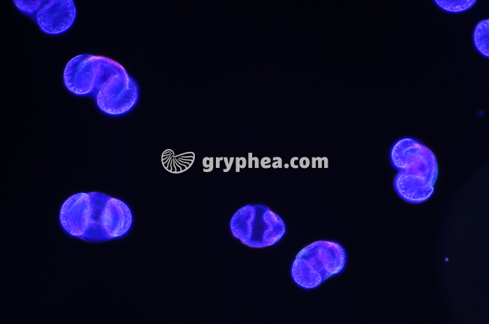 Pollen Pin x 100 - gryphea.com